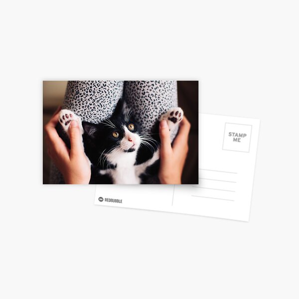 Cookie Cat,soft paws and wonderful eyes Postcard