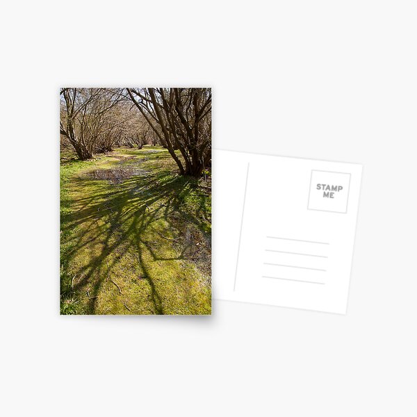 Vista previa del artículo con la obra «Sunlight on a Suffolk coppice wood», diseñado y vendido por ccullen222.