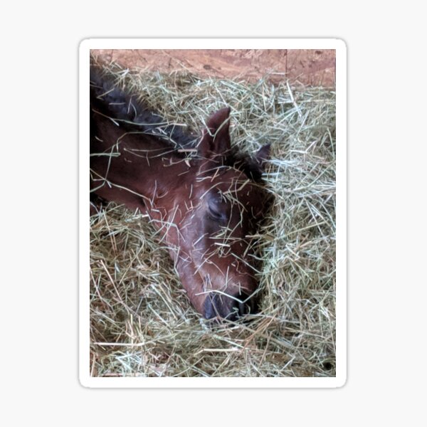 Item preview, Baby's Hay Nap designed and sold by Sandy Shiner-Swanson.