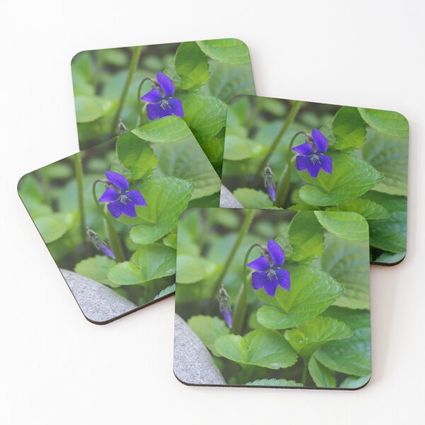 Item preview, Single Haptacia Noblis bloom designed and sold by SRosuphotos.