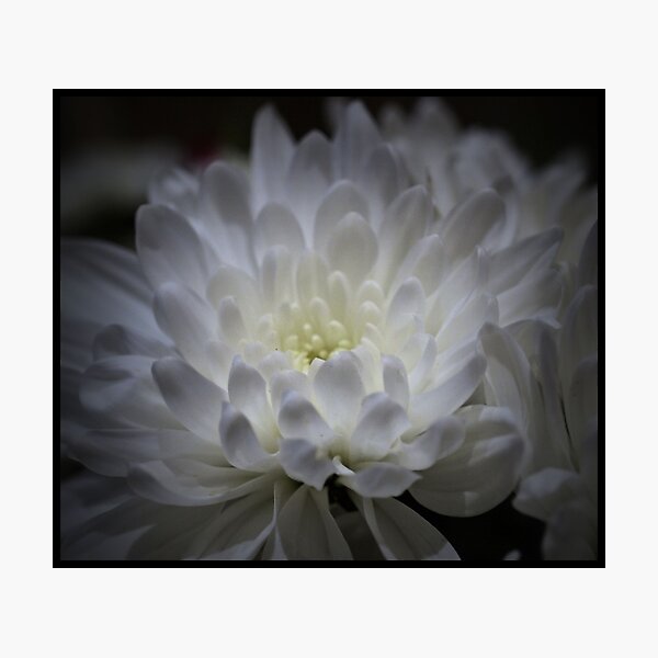 Item preview, Flor blanca designed and sold by Rebecca McGuire.