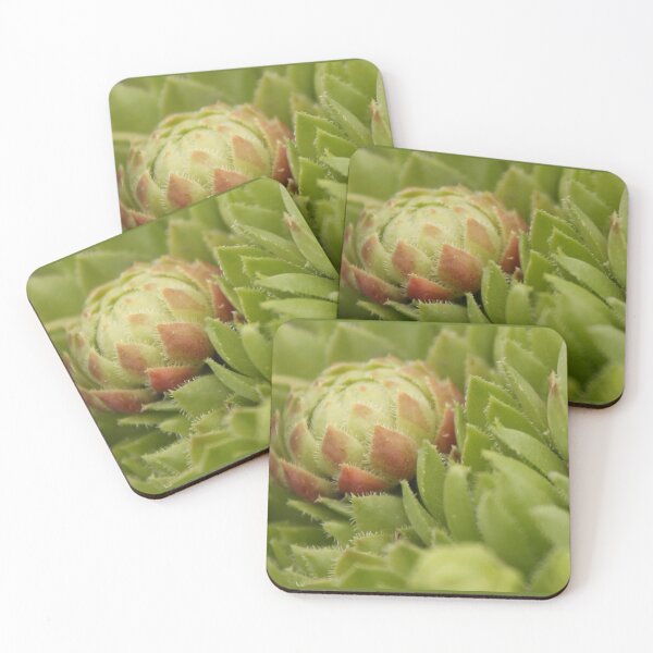Item preview, Hen & Chicks Close-up designed and sold by stephenralph.