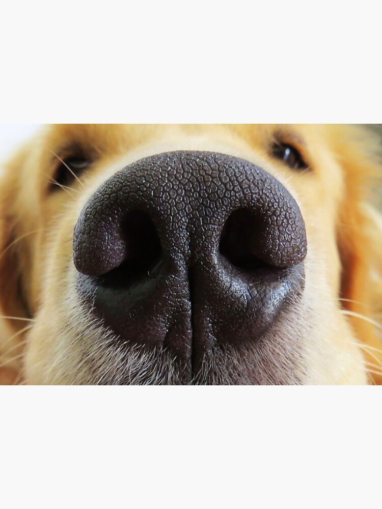 "Dog muzzle fun face nose mask" Mask for Sale by Julieford Redbubble