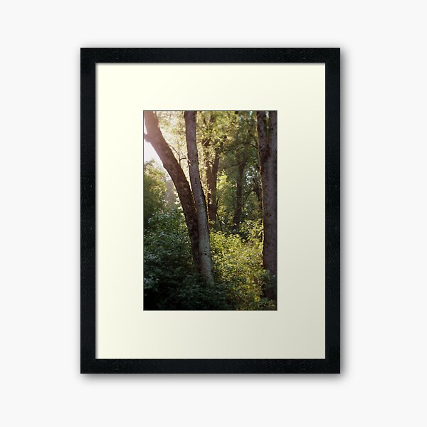 sunlight through the trees Trojan pond, near Goble, Oregon Framed Art Print