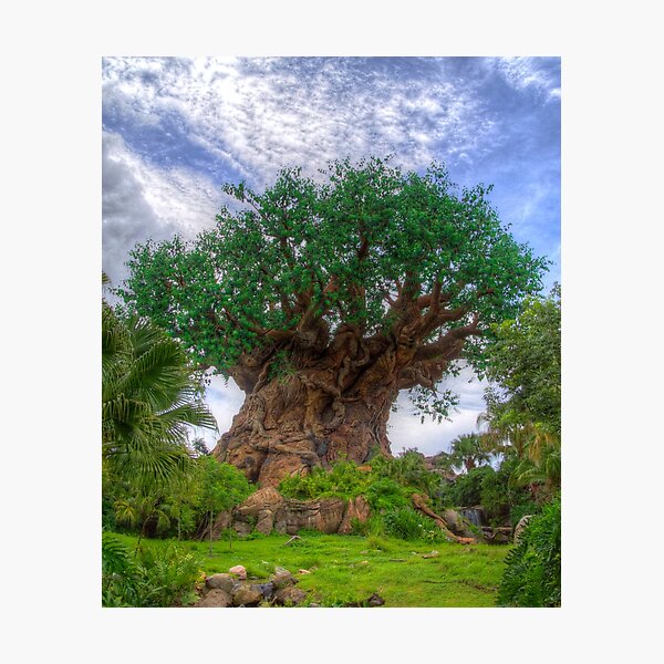 Tree of Life Photographic Print