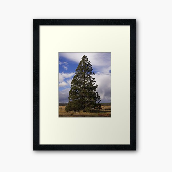 Item preview, Redwood Forest in Canberra designed and sold by Wolf Sverak Photography.