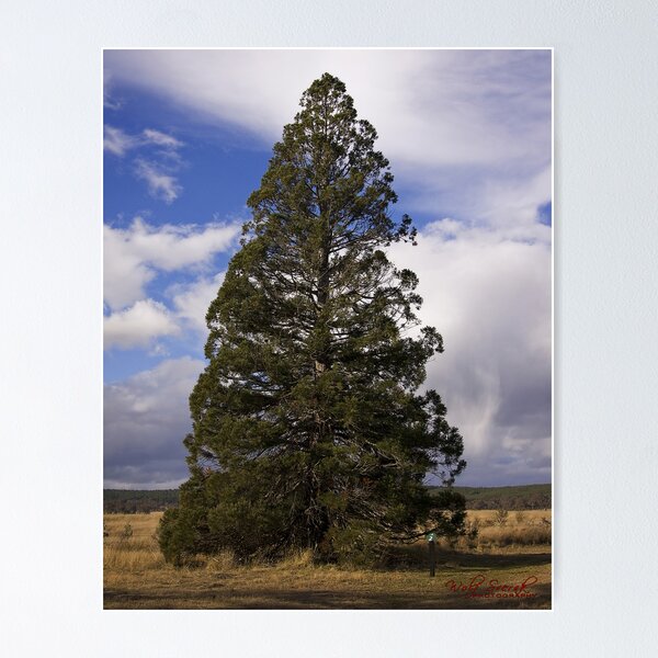 Item preview, Redwood Forest in Canberra designed and sold by Wolf Sverak Photography.