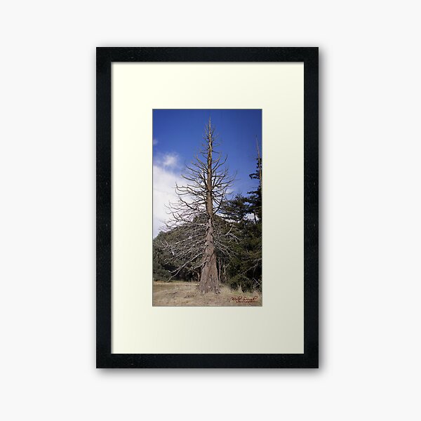 Item preview, Redwood Forest in Canberra designed and sold by Wolf Sverak Photography.
