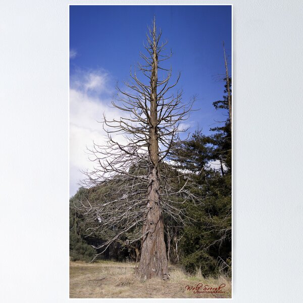 Item preview, Redwood Forest in Canberra designed and sold by Wolf Sverak Photography.