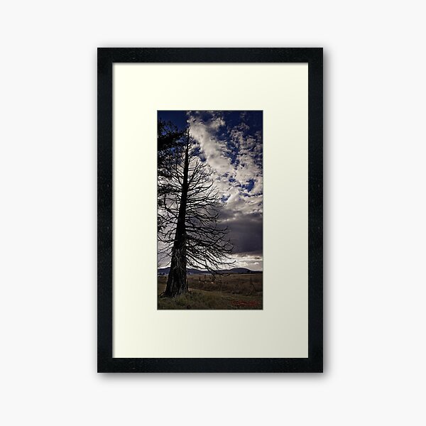 Item preview, Redwood Forest in Canberra designed and sold by Wolf Sverak Photography.