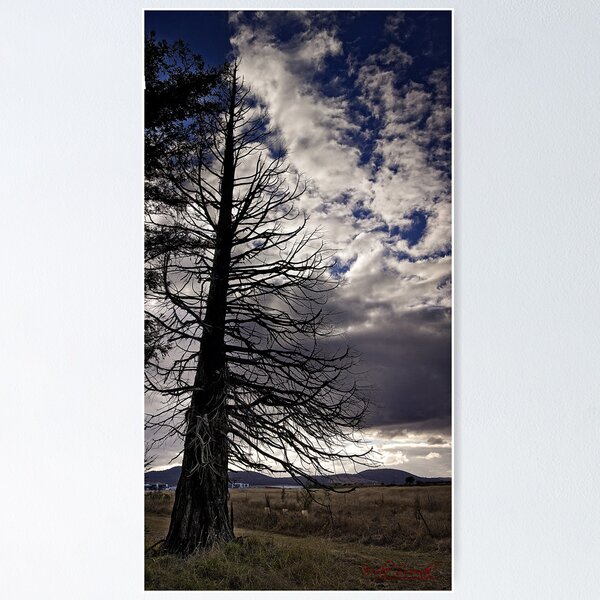 Item preview, Redwood Forest in Canberra designed and sold by Wolf Sverak Photography.