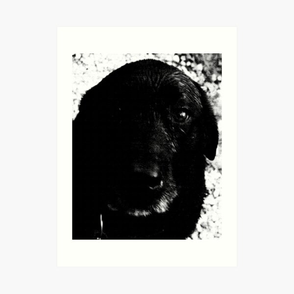 Black Dog Art Print