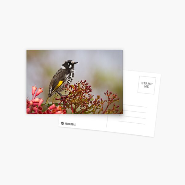 New Holland Honeyeater Postcard