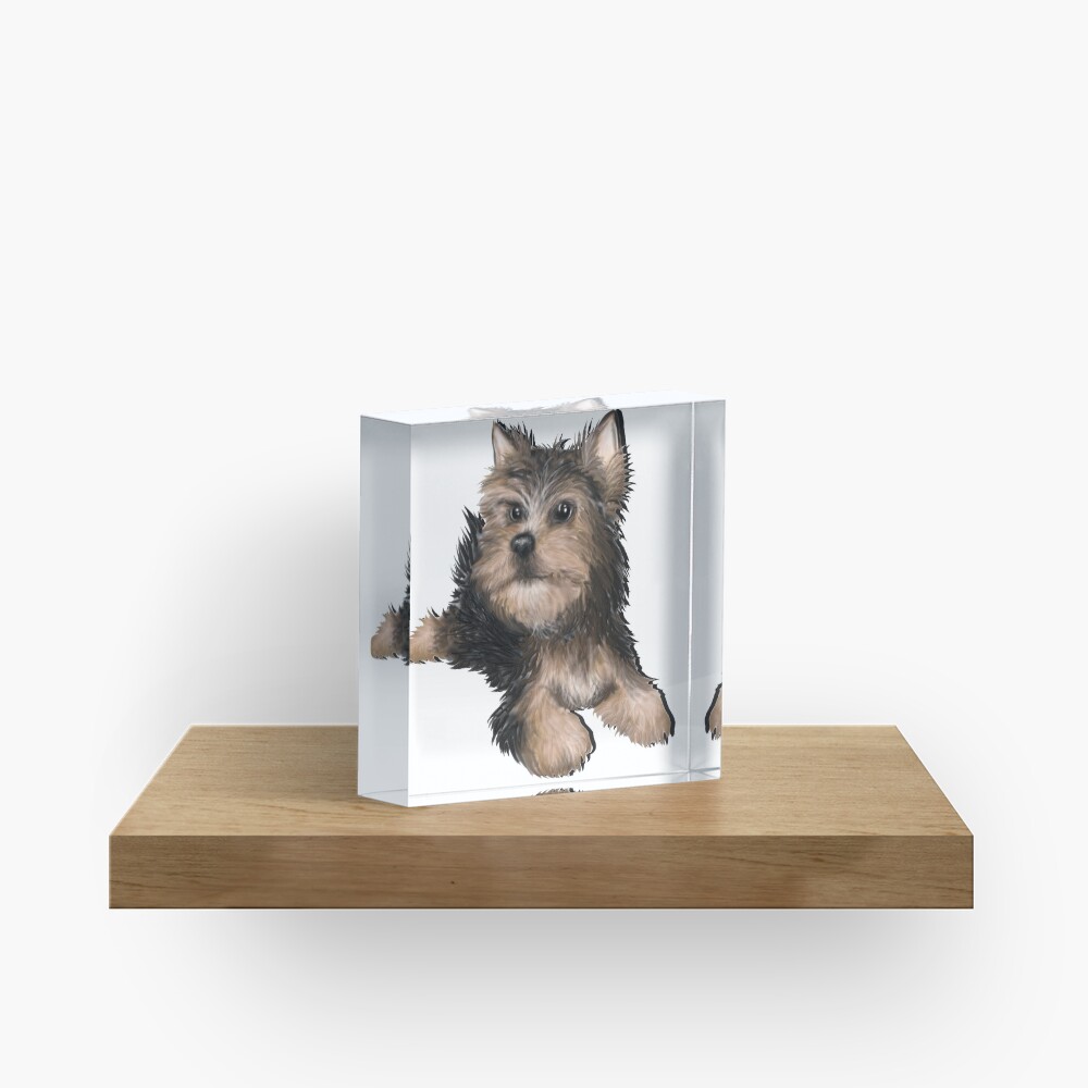 Alert Young Yorkshire Terrier Puppy Acrylic Block