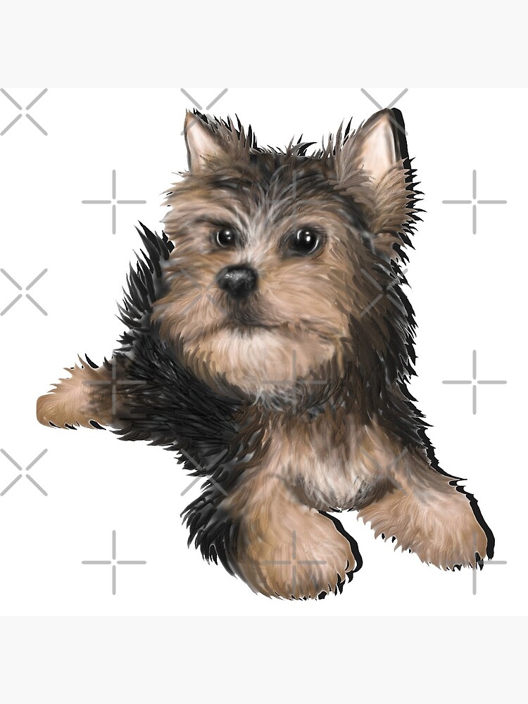 Alert Young Yorkshire Terrier Puppy by snohock