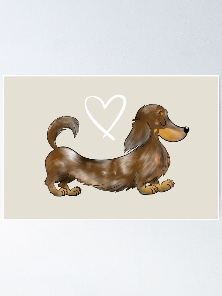 Dachshund Dapple Chocolate Long Hair Sausage Dog