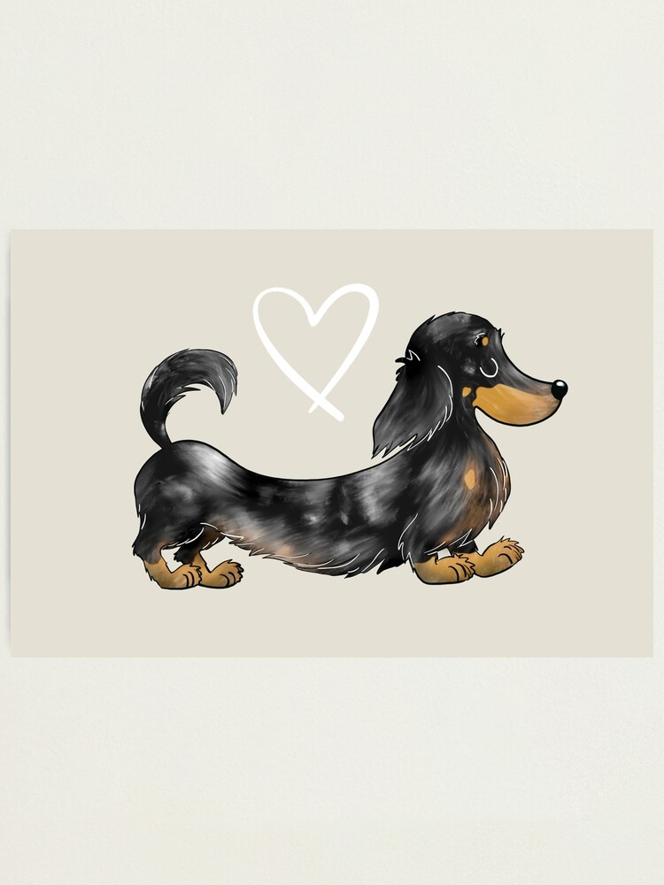 black and tan dapple long haired dachshund