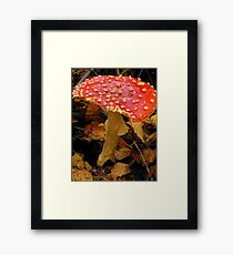 Fly Agaric Mushroom Framed Print
