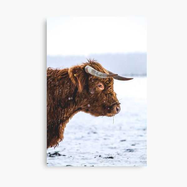 Item preview, Snowy Highland Cow designed and sold by Jay Mayne.
