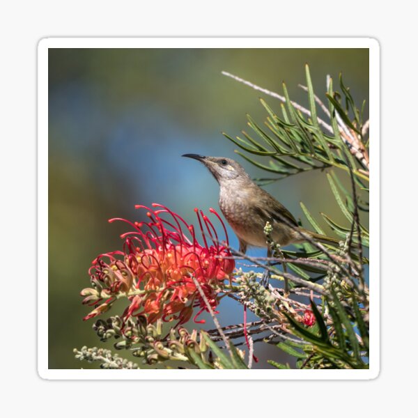 Item preview, Sweet Honeyeater designed and sold by Ladyshark.