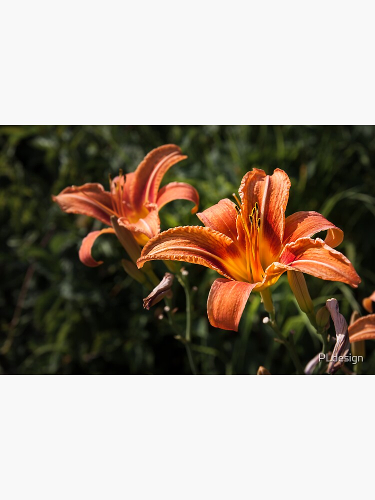 Orange Yellow Fire Lily Flower by PLdesign