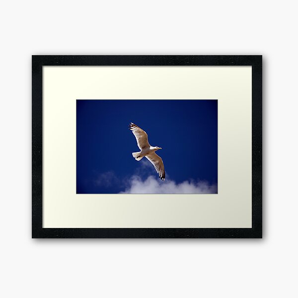 Gull Framed Art Print