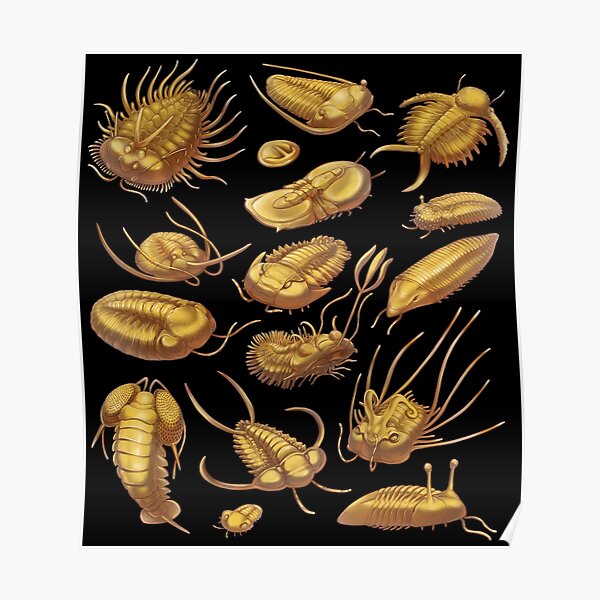 Golden Trilobites Poster