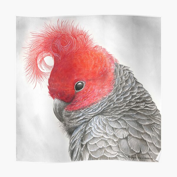 Gang-Gang Cockatoo original watercolour design Poster