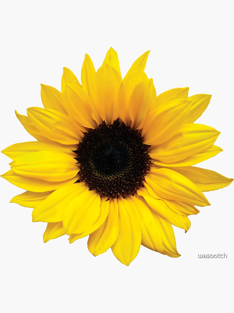 Thumbnail 3 of 3, Sticker, sunflower flower floral yellow brown designed and sold by wasootch.
