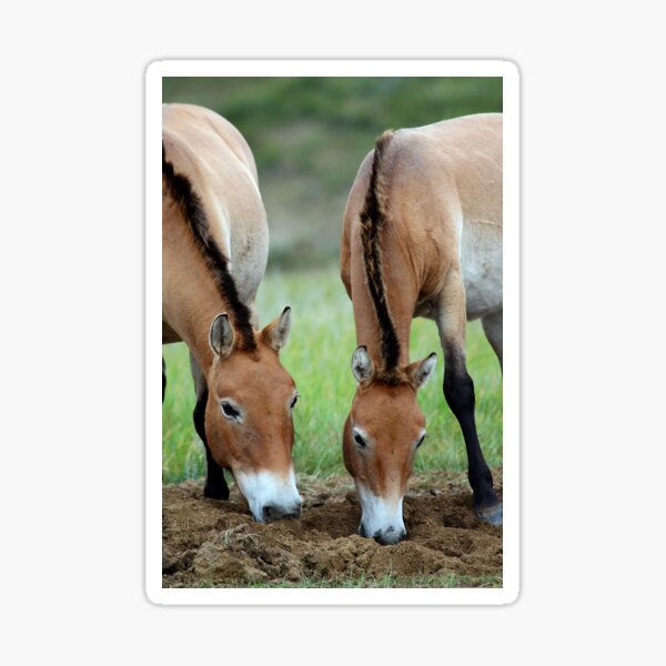Aperçu de l'œuvre Les chevaux de Przewalski, Mongolie créée et vendue par Carole-Anne.