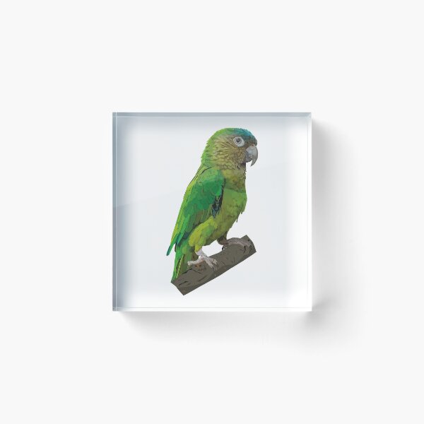Item preview, Brown-throated Parakeet designed and sold by obscurite.