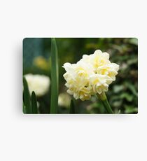 Cream Flowers Canvas Print