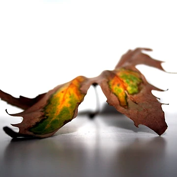 Artwork thumbnail, Autumn Leaf by Rozene