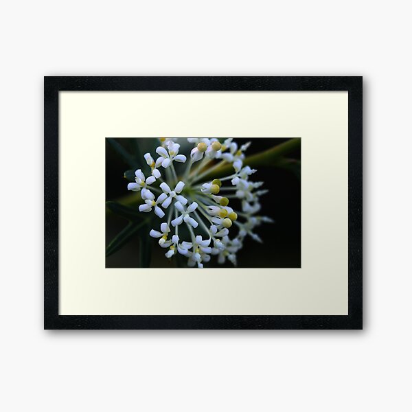Item preview, Grevillea phanerophlebia designed and sold by andrachne.