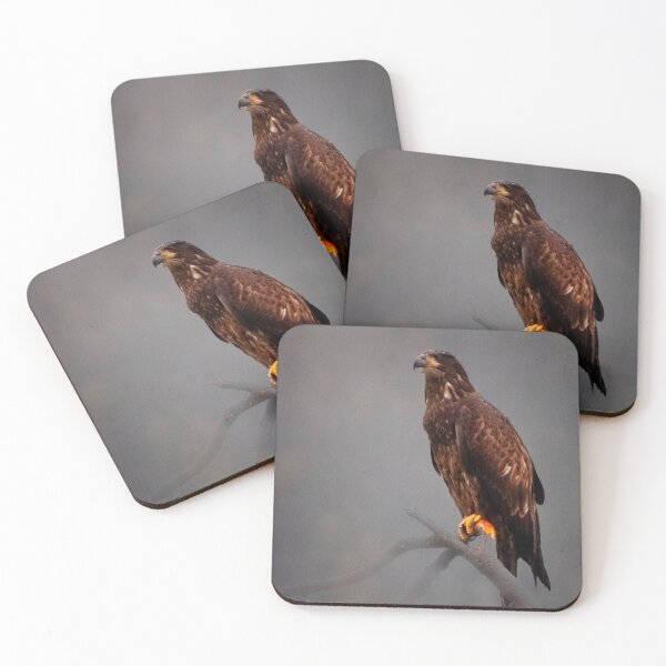 Item preview, Immature Bald Eagle designed and sold by Yukondick.