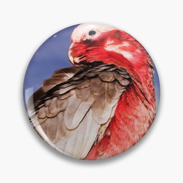 Item preview, "Birds-eye View"-Galah on Eucalypt Limb designed and sold by Ohlordi.