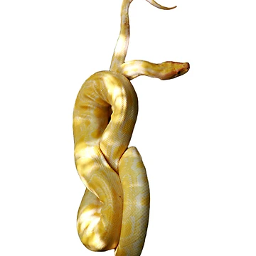 Artwork thumbnail, Yellow Python by kmatm