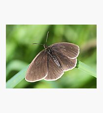 Ringlet Photographic Print