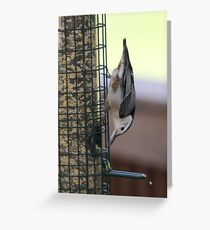 Nuthatch Greeting Card