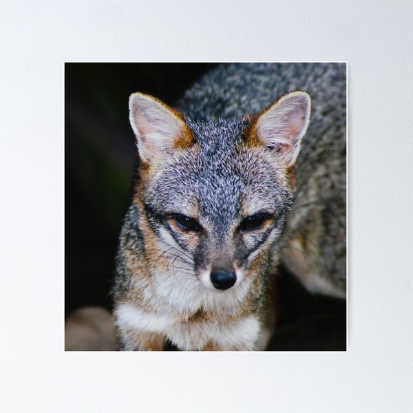 Item preview, Zorro Grey designed and sold by pcfyi.