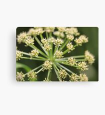 Elder flower Canvas Print