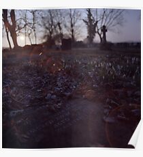 Snowdrops and stone Poster