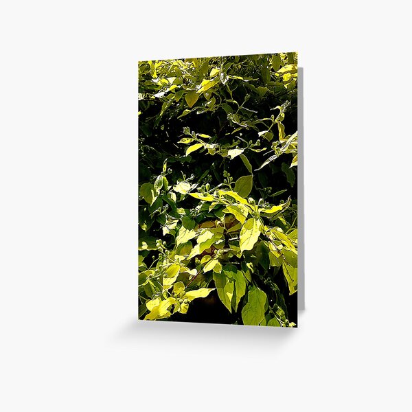 Leaves Greeting Card