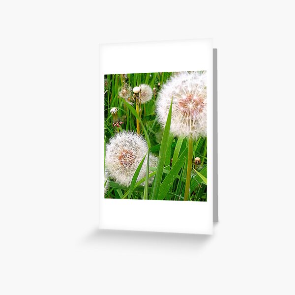 Dandelion clocks Greeting Card
