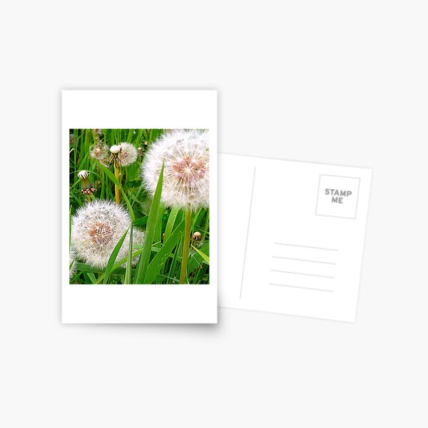 Dandelion clocks Postcard