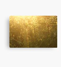 Fields in Gold Canvas Print