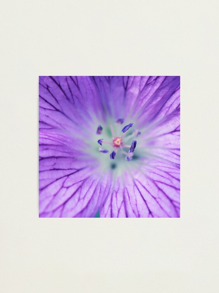 Alternate view of Day 360 - 4th July 2012 Photographic Print