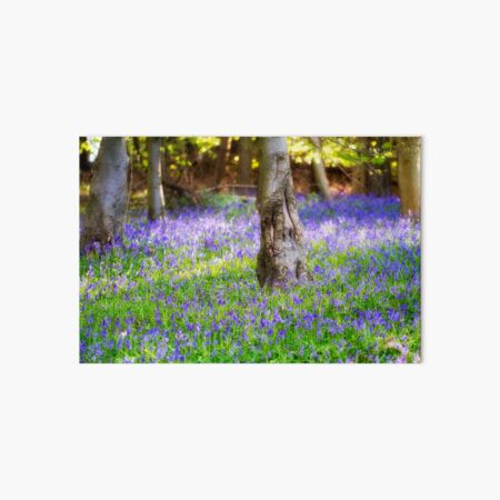 Bluebell Woodland Art Board Print