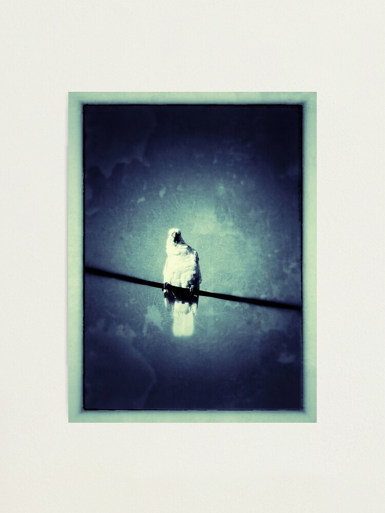 Alternate view of You Looking At Me? Photographic Print
