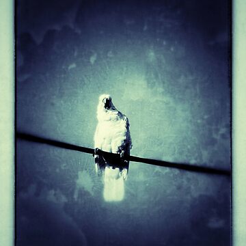 Artwork thumbnail, You Looking At Me? by Ron C. Moss